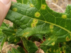 Puccinia cnici