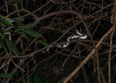 Trimerodytes aequifasciatus