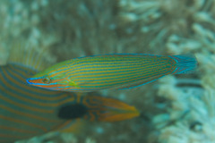 Halichoeres richmondi