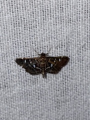 Diathrausta harlequinalis