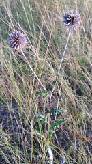 Echinops tataricus
