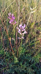 Oxytropis kasakorum