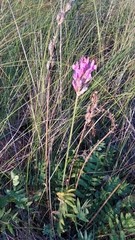 Oxytropis kasakorum