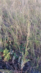 Artemisia latifolia