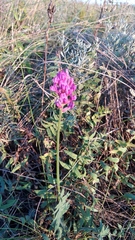 Oxytropis baschkiriensis