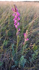 Oxytropis kasakorum