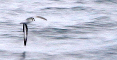 Pterodroma nigripennis