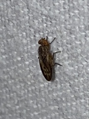 Opomyzoidea