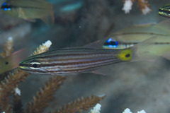 Cheilodipterus artus