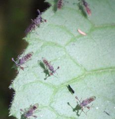 Diasemopsis silvatica