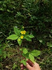 Potentilla cryptotaeniae
