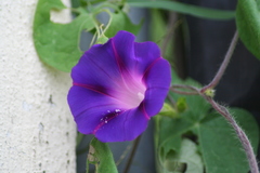 Ipomoea purpurea