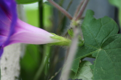 Ipomoea purpurea