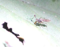 Diasemopsis silvatica