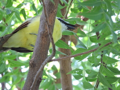 Pitangus sulphuratus