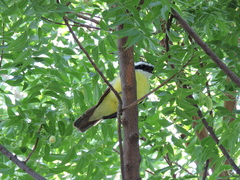 Pitangus sulphuratus