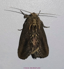 Disphragis mephitis