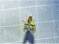 Bothriocera maculata