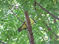 Pitangus sulphuratus