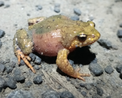 Eastern Smooth Frog photo 5