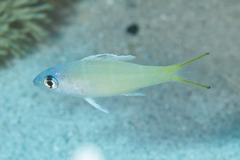 Monotaxis heterodon