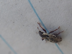 Microlarinus lareynii