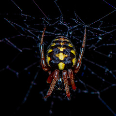 Araneus ejusmodi