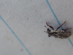 Microlarinus lareynii