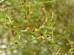 Image of Lechea sessiliflora