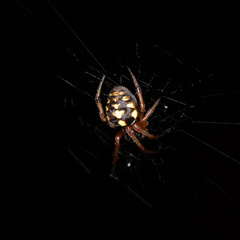 Araneus ejusmodi