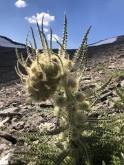 Cirsium funkiae