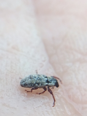 Microlarinus lareynii