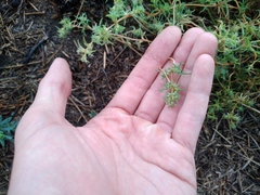 Pyankovia brachiata