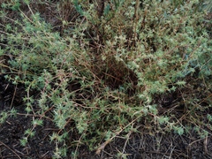 Pyankovia brachiata
