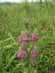 Pedicularis spicata