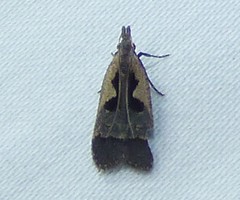 Dichomeris bilobella