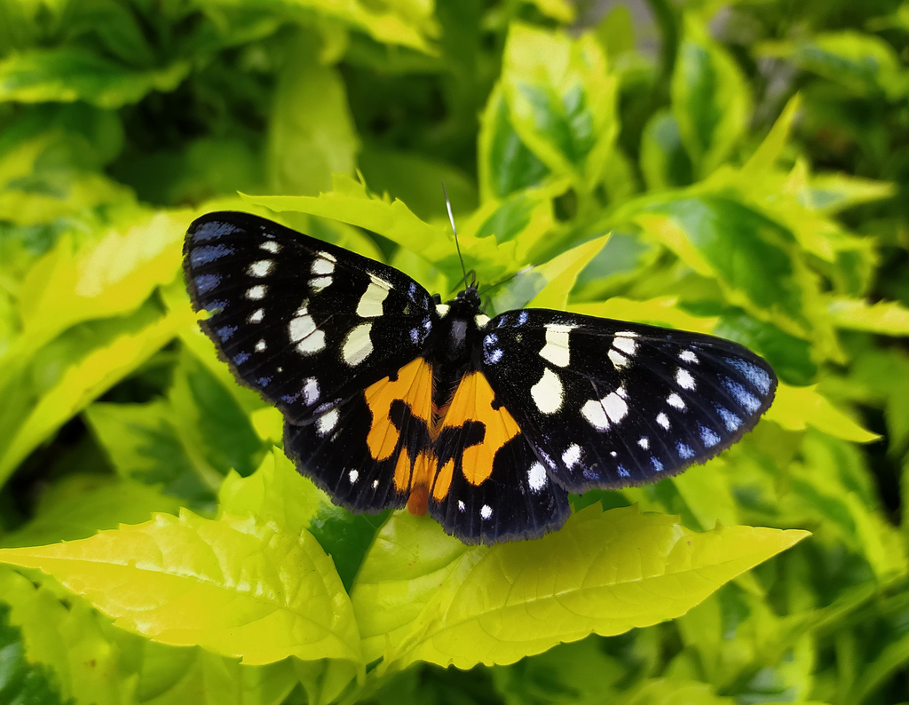 Episteme distincta
