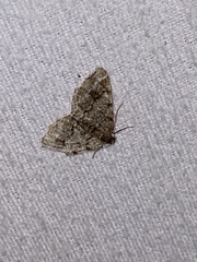 Digrammia gnophosaria