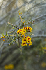Dillwynia sieberi