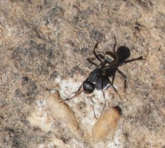 Camponotus chrysurus