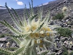 Cirsium funkiae