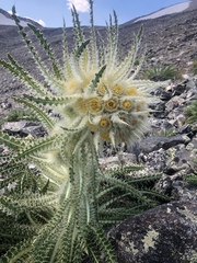 Cirsium funkiae