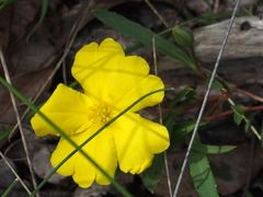 Hibbertia cunninghamii