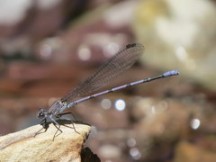 Argia tonto