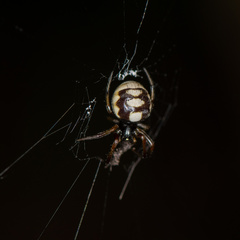 Araneus ejusmodi