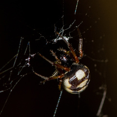 Araneus ejusmodi