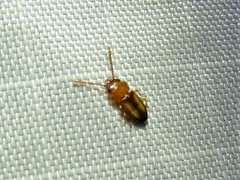 Laemophloeus terminalis