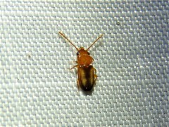 Laemophloeus terminalis