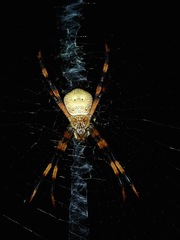 Argiope pentagona