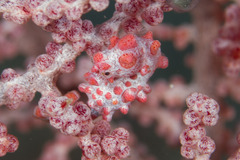 Hippocampus bargibanti